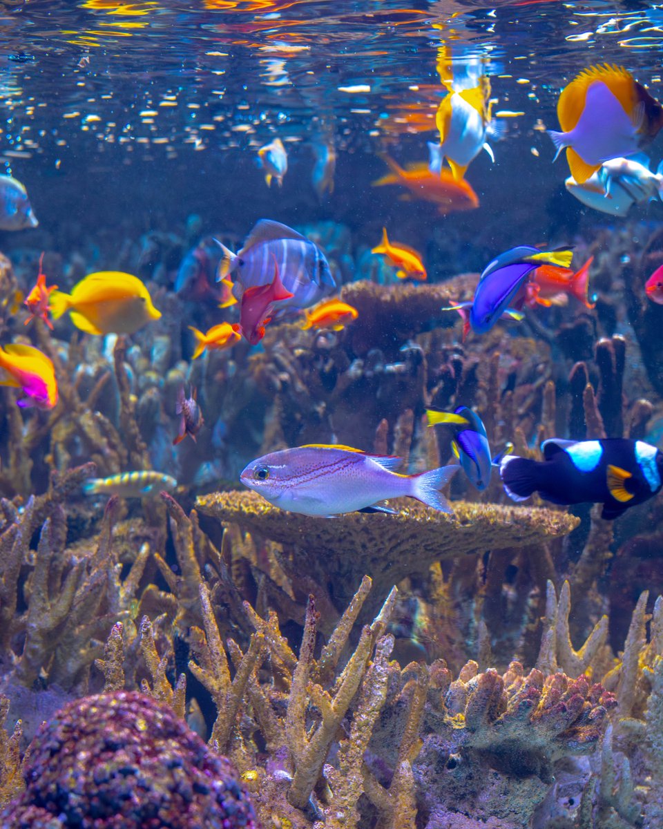 NEAQ's tweet photo. Our summer hours are here, and there’s a brand-new otter adventure movie splashing onto our big screen. ☀️🍿🦦

We’re now open from 9:00 a.m. to 6:00 p.m. every day for summer! Plan your visit and grab your tickets for the Aquarium and Simons Theatre at https://t.co/QCTkCcScla! https://t.co/LWAGhwJ7lY