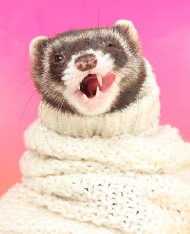 Ferret Every Hour tweet media