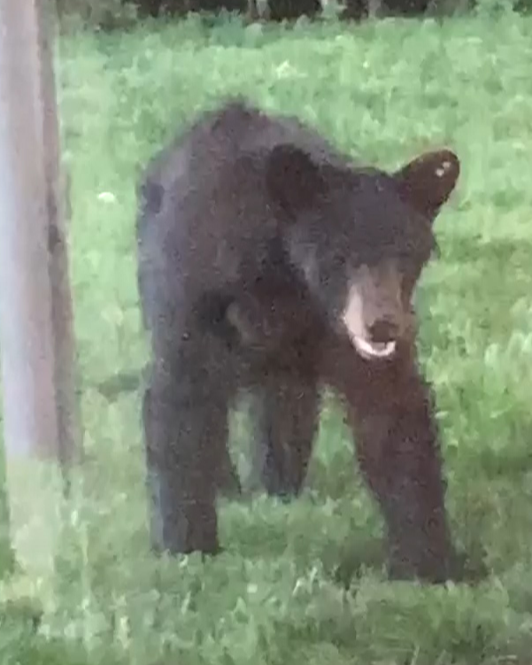WBTV_News's tweet photo. A black bear was spotted last week eating from a bird feeder in a north Charlotte neighborhood. 😯🐻

Video here: https://t.co/VGk2KGR4yA https://t.co/SC9JkqSggD