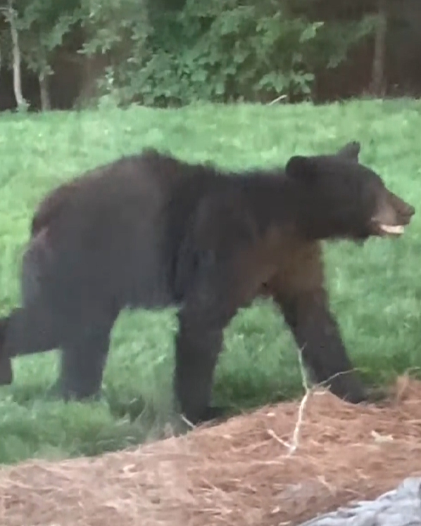 WBTV_News's tweet photo. A black bear was spotted last week eating from a bird feeder in a north Charlotte neighborhood. 😯🐻

Video here: https://t.co/VGk2KGR4yA https://t.co/SC9JkqSggD