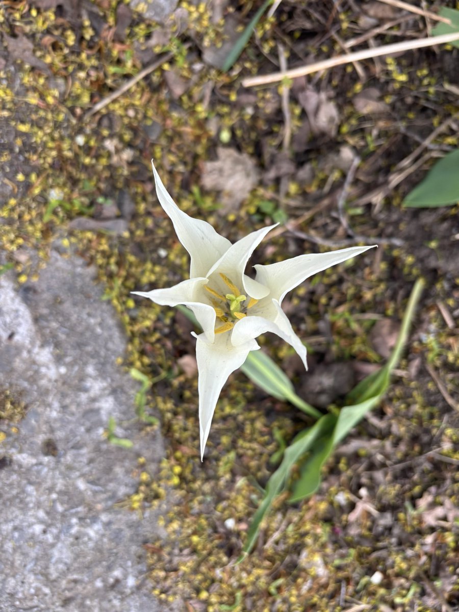 P00HSz's tweet photo. Flowers :3 https://t.co/OyZRYZ2Lin