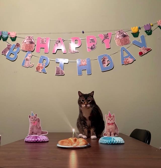 The Meow Flix tweet media