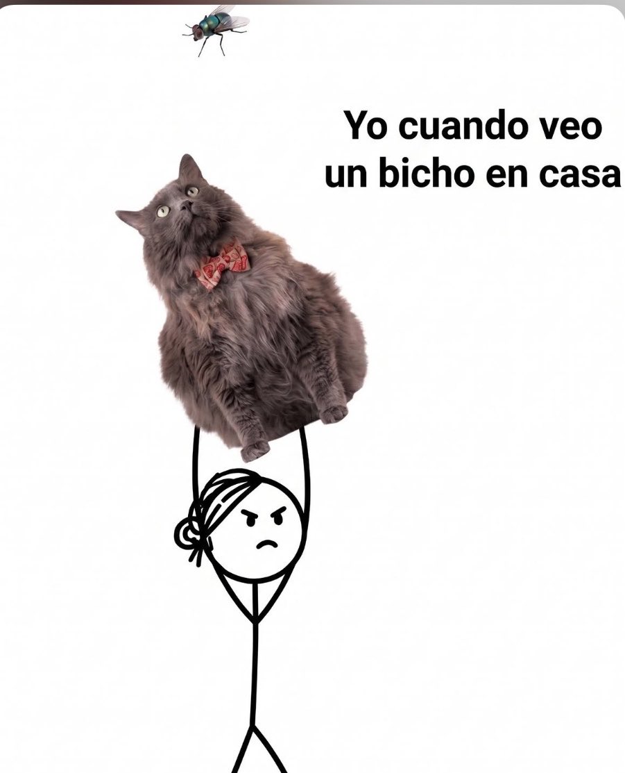 La Gata tweet media