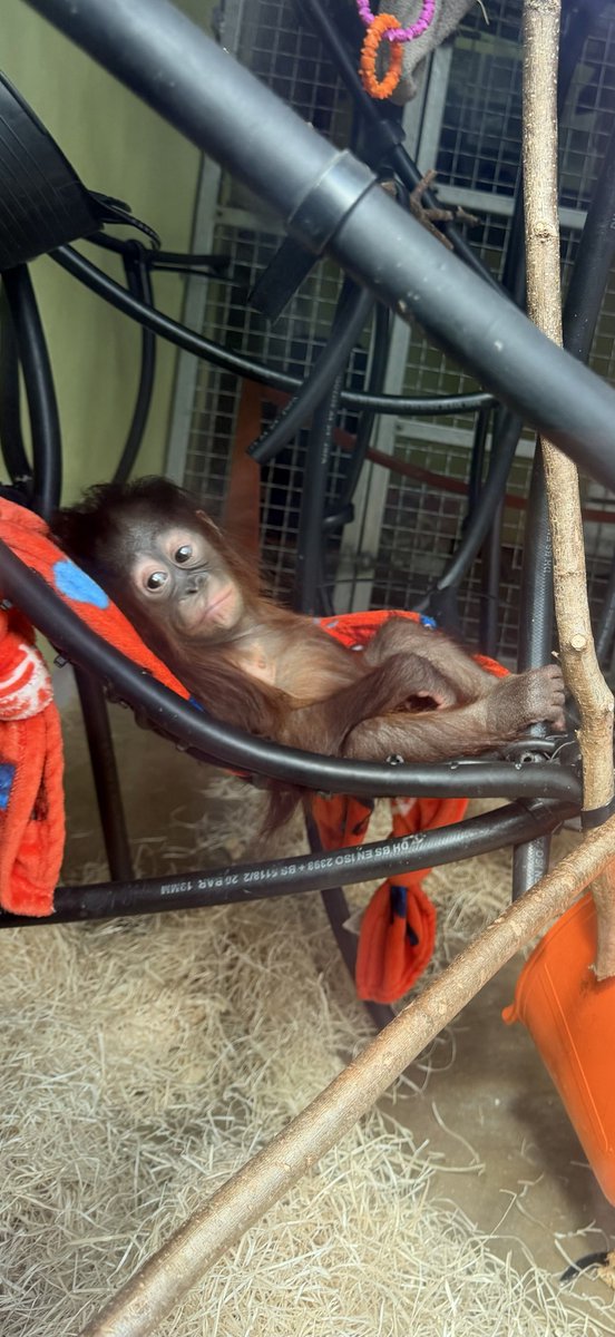 Monkey World Dorset tweet media