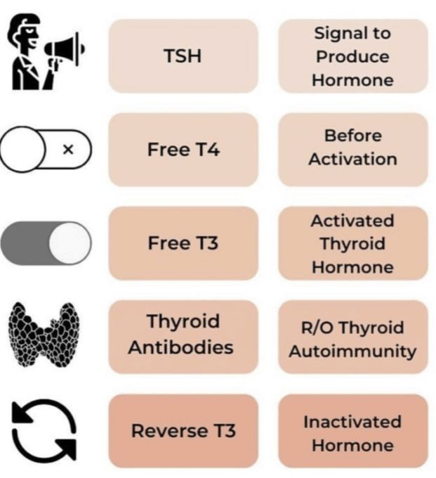 ActiveVibes_'s tweet photo. This is what is generally overlooked:  
• Free T3 and Free T4 (hormones that drive energy)  
• Reverse T3 (can block metabolism)  
• Thyroid antibodies (autoimmune activity)  
• Pulse, temperature, cholesterol, blood sugar, sodium (clues to production)  
Even this is only half the story...