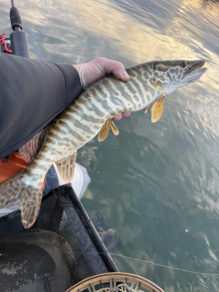 BeauKnows43's tweet photo. Epic Couple Days at Navajo Lake. #TigerMuskie #Fishing https://t.co/EtGshuruRd