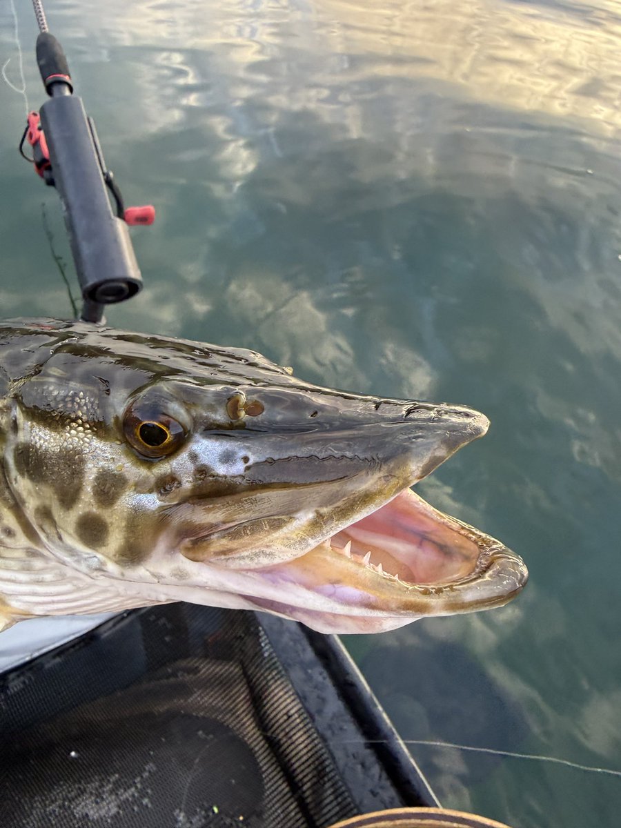 BeauKnows43's tweet photo. Epic Couple Days at Navajo Lake. #TigerMuskie #Fishing https://t.co/EtGshuruRd