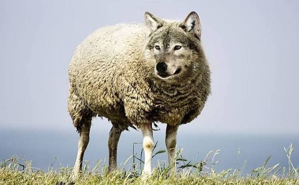 Wolf tweet media