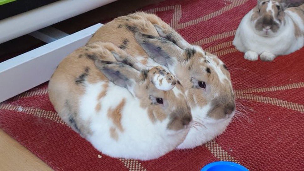 robyn 👱🏻♀️& paddy 🐰 tweet media