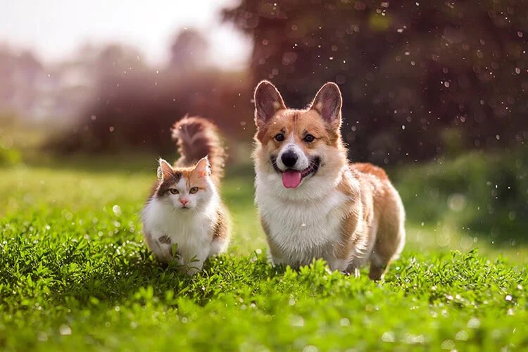 CleozOF's tweet photo. What’s your favourite?

Dog
Or
Cat

Mines is a cat because I feel like they match my energy a little too well 😴🥰 https://t.co/aZNVAd4DsO