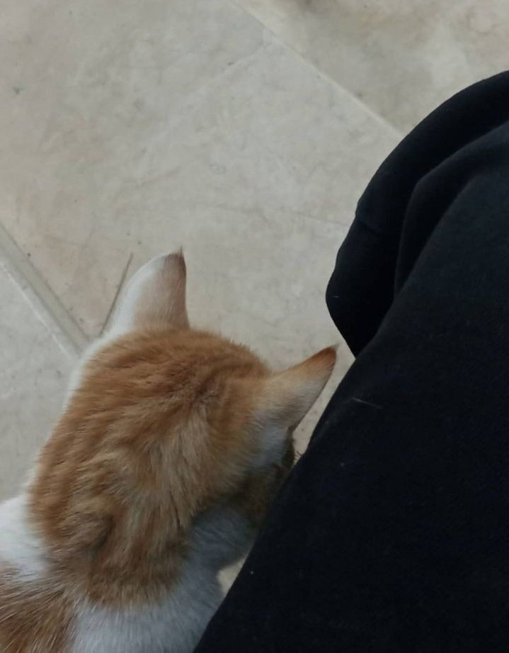 saBa tweet media