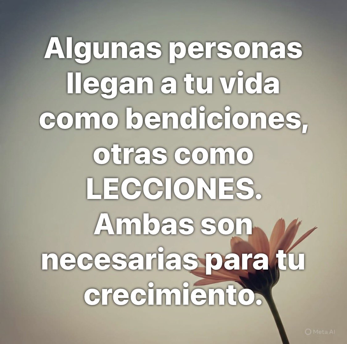 LuisSerrano_'s tweet photo. Agradece por las dos 🙏🏼 🕊️ https://t.co/M2uWUieiNu