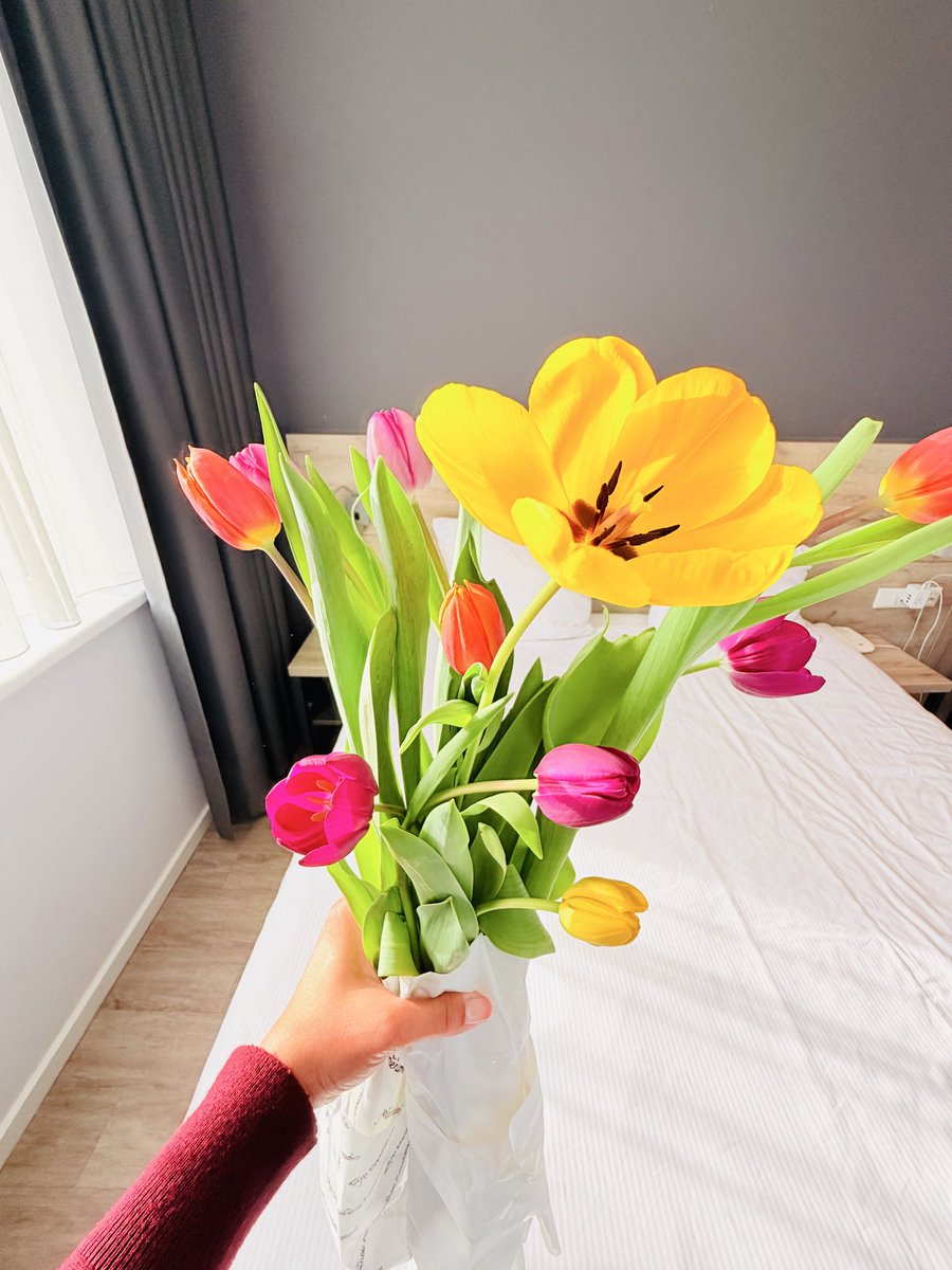 KaremRRM's tweet photo. Mis Tulips🌷💞 https://t.co/dlgbG7nM57
