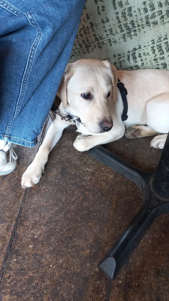 Hearing Dogs for Deaf People tweet media