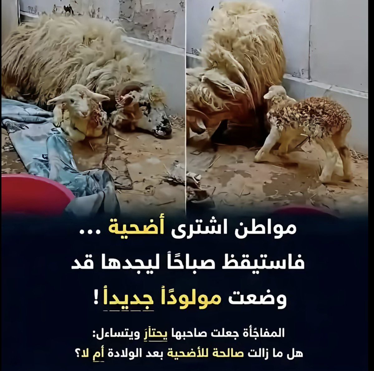 مـــرام 🦩 tweet media