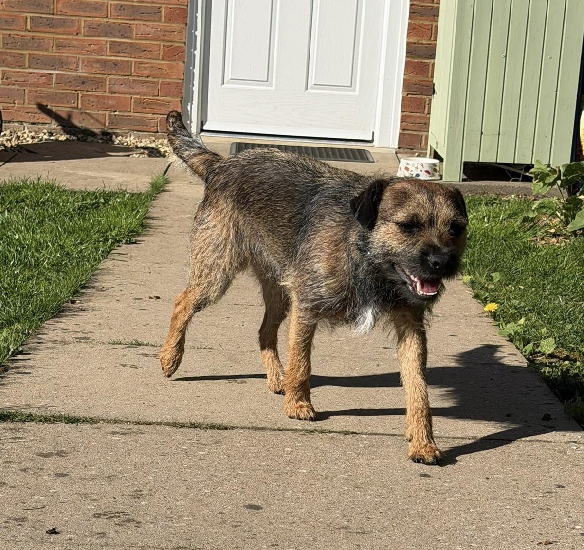 millypod1's tweet photo. EDDIE HOME SAFE. THANKS FOR RT's ๐๐๐พ
๐24 MAY 2026 #Lost Eddie #ScanMe
Border Terrier Male #BTPosse
#PapworthEverard- Near the woods and Old Pine Wood way #CB23 #Cambridge #Cambridgeshire
Lead attached- extending lead https://t.co/lvzB9pIyS1 https://t.co/vWug0tuJZO
