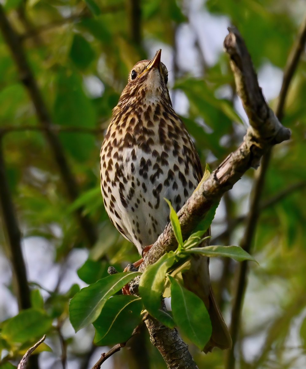 CarlBovisNature's tweet photo. A beautiful Song Thrush at RSPB Ham Wall at the weekend. 😍😊🐦 https://t.co/2zZpqfLThn