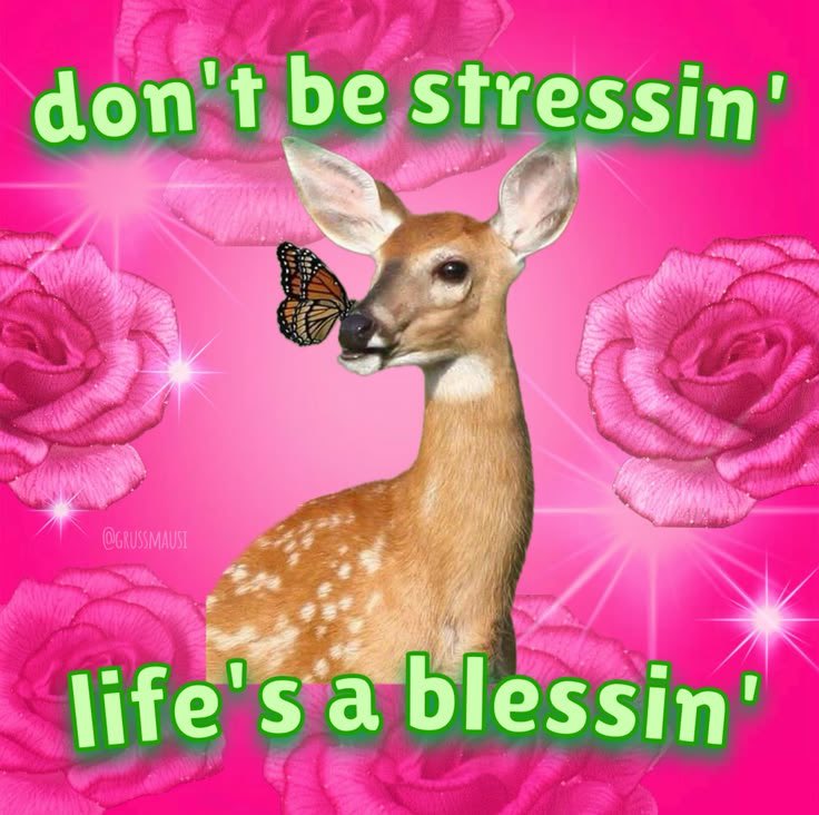 gia 🦌 tweet media