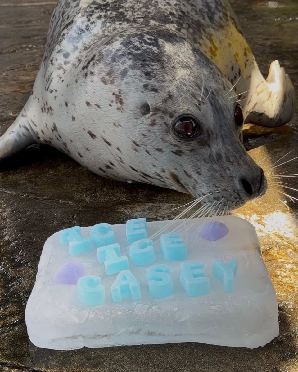 SeattleAquarium's tweet photo. Happy 12th birthday to Casey! 🎉 

A true Pacific Northwesterner, Casey was born at the Seaside Aquarium in Seaside, Oregon in 2014 and came to the Seattle Aquarium in 2022. 💙 

📸: Animal Care Specialist II Lizzy and Senior Animal Care Specialist Jake https://t.co/LfEd8Sdbu1