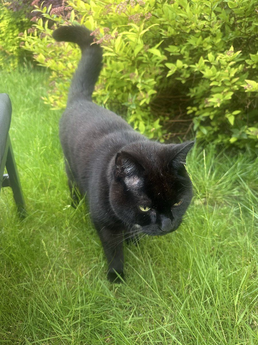 Munch Pudding™️ 🐈⬛ ✌🏼 🇵🇸 🇨🇺 🇬🇱 🇪🇺 tweet media