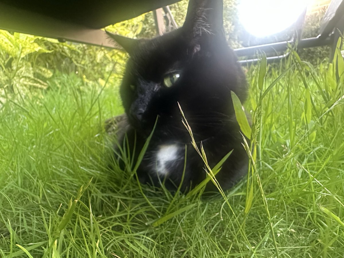 Munch Pudding™️ 🐈⬛ ✌🏼 🇵🇸 🇨🇺 🇬🇱 🇪🇺 tweet media