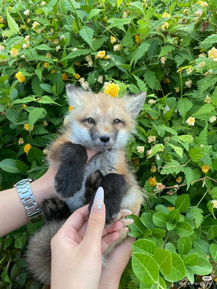 🍁 𝓣𝓱𝓮 𝓕𝓸𝔁 𝓛𝓲𝓯𝓮 🌾🦊 tweet media