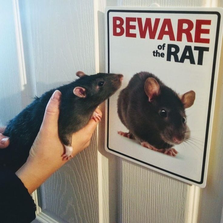 Rat tweet media