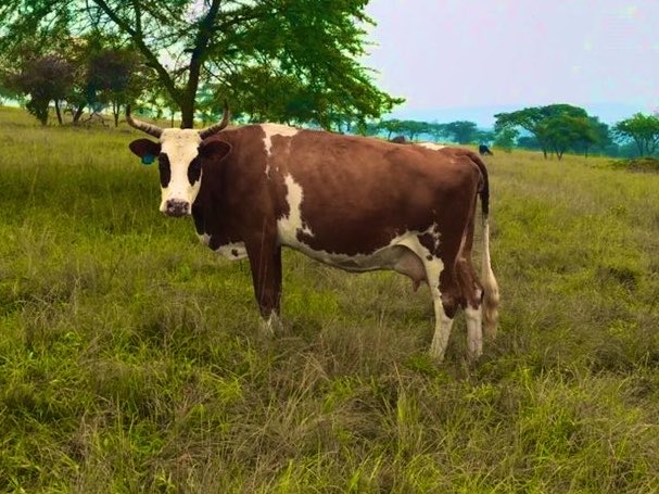 Novine Farm 🧑‍🌾 tweet media