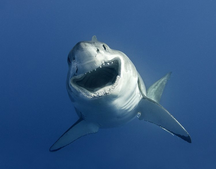 Shark tweet media