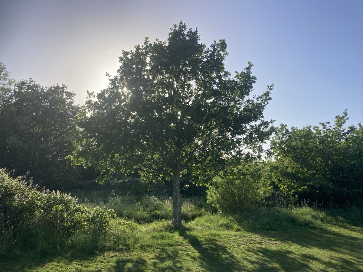 The English Oak Project tweet media