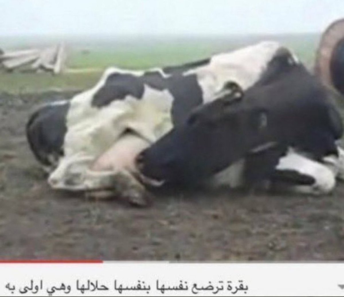 ر.ي tweet media