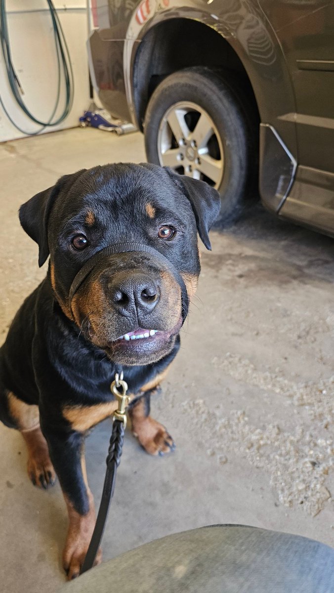 Team Servicerottie🇨🇦🐕🦺🦽 tweet media
