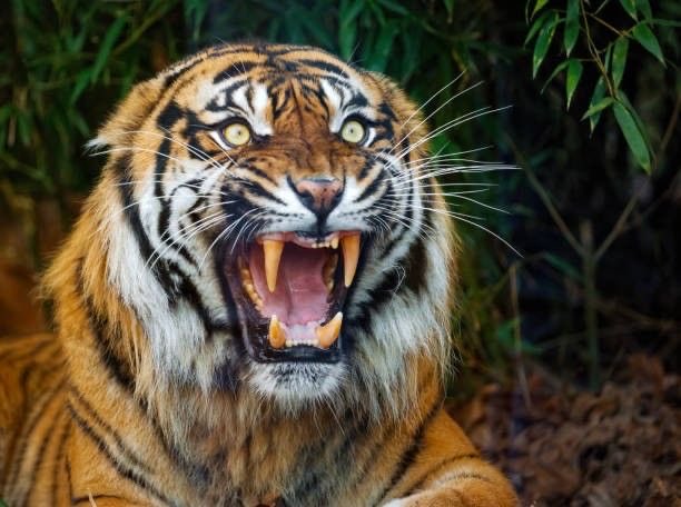 Tiger tweet media