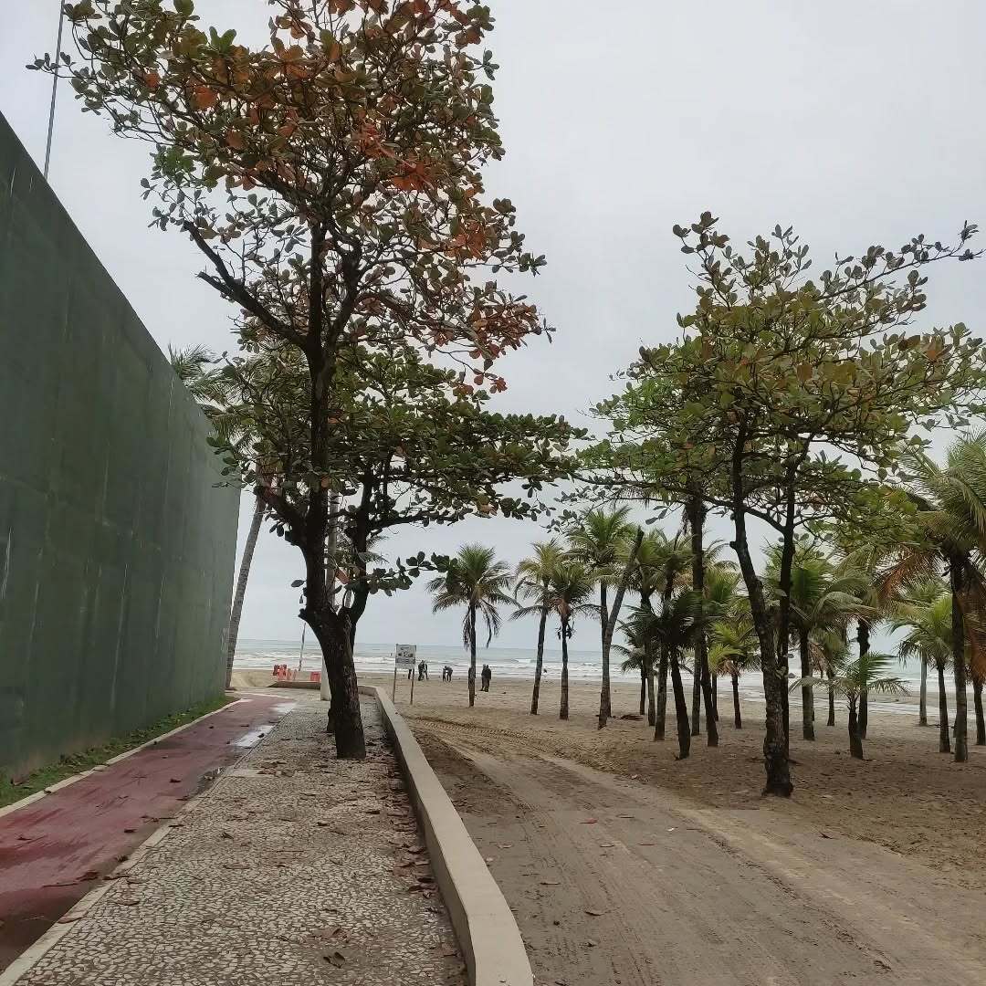 Miami brasileira tweet media
