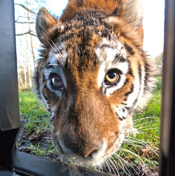 Tiger tweet media