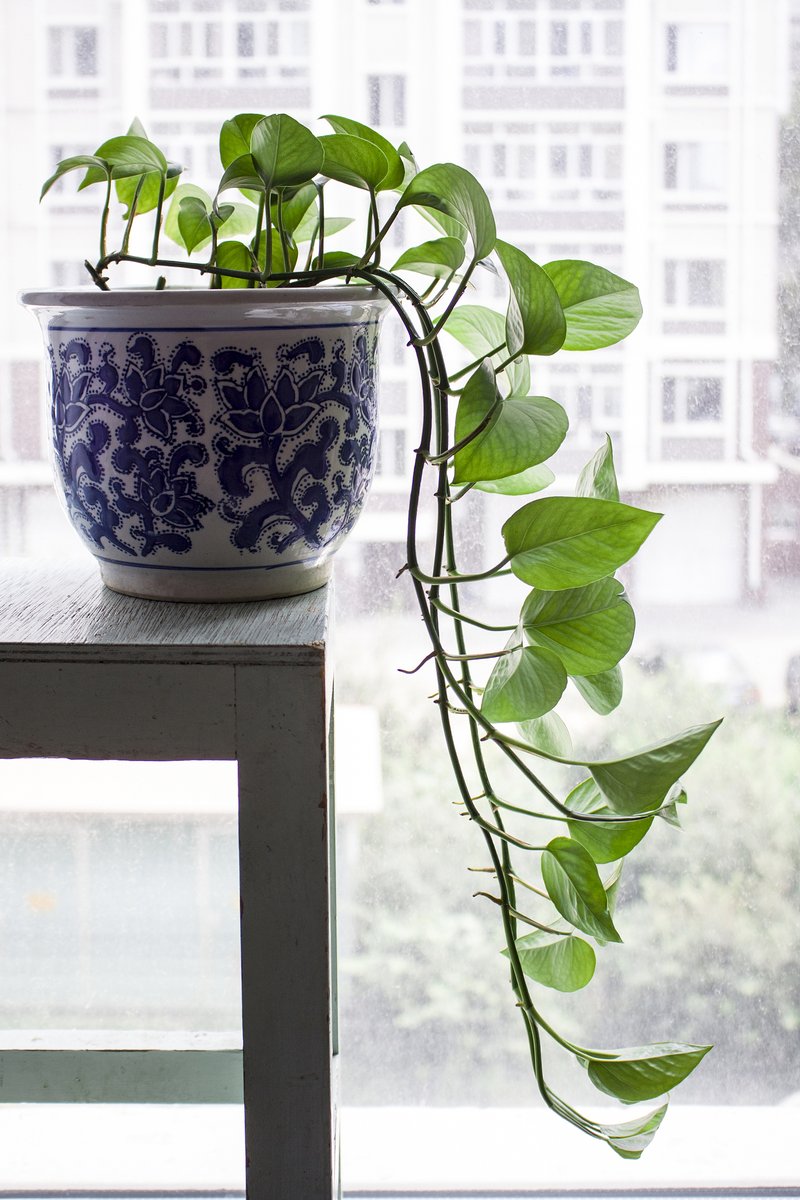 RebeloAs's tweet photo. [Quick pro tip: Water your pothos when its leaves feel slightly droopy, not on a strict schedule—this easy trick keeps it thriving year-round! ]， https://t.co/D1OwA2QW3e