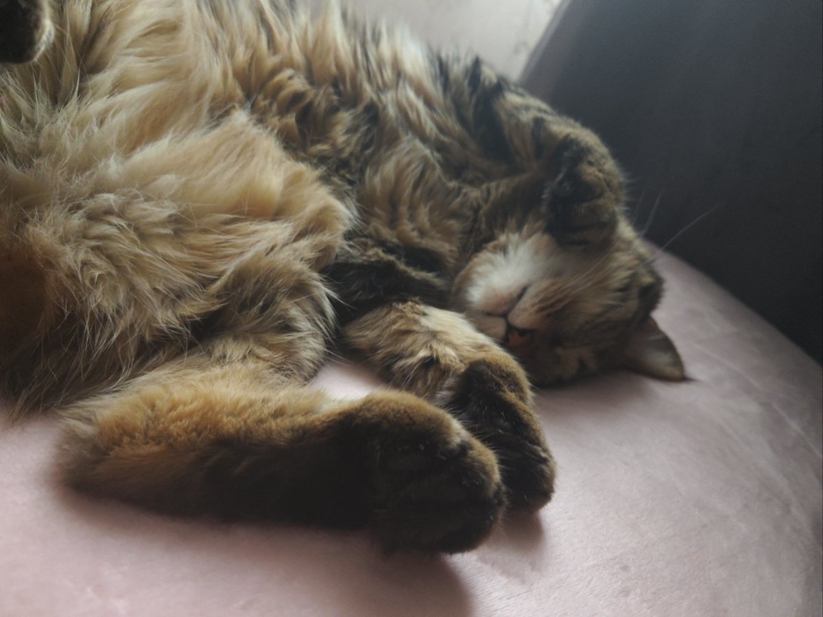 AbbeygirlA's tweet photo. Cozy Sunday at home—making hot cocoa while the rain taps on the window, no plans, just me, my cat, and a good book ， https://t.co/gILGEpRi5m