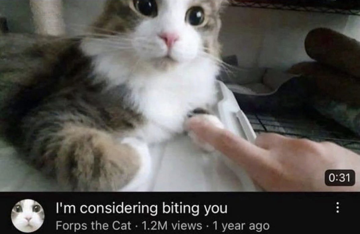 LiterallyMeCats tweet media