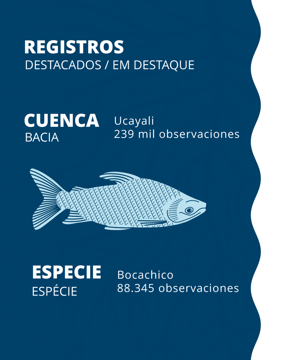 aguasamazonicas's tweet photo. La plataforma concentra ahora casi cinco veces más registros, con la incorporación de datos históricos de pesca de DIREPRO-Loreto. https://t.co/DPjC04TfoW
