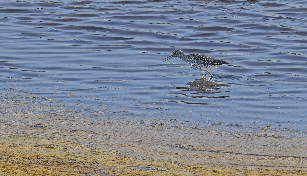 RJFSR's tweet photo. A Greater Yellowlegs walking amongst the pollen at the seaside at March Point Beach Access near Anacortes, WA. Canon R5m2, Canon 100-400, f8.0, iso 400, 1/640, 400mm, crop https://t.co/FnHVwl87zd