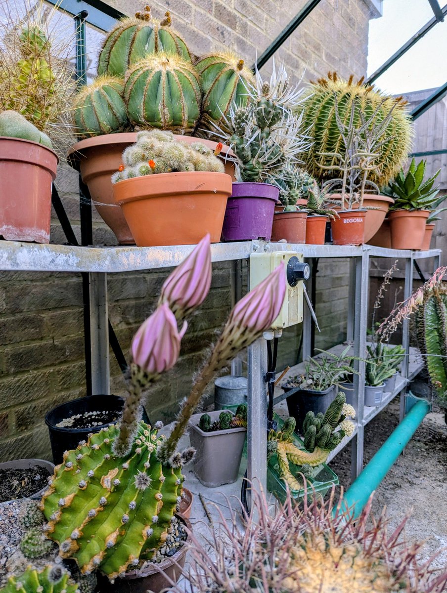 Enobarbus5's tweet photo. Tonight might be the night 😘 #cactus https://t.co/oLKElhQAJm