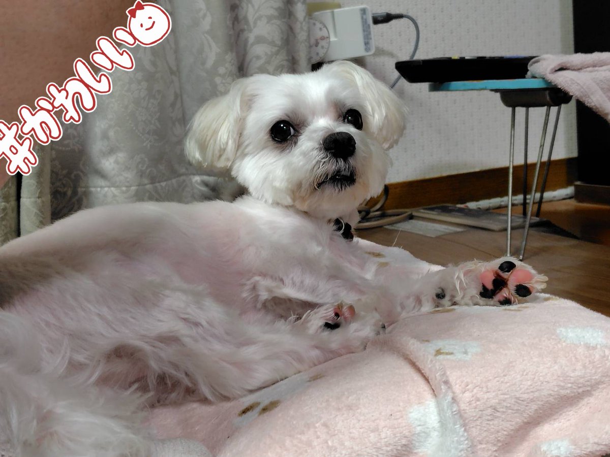 hanabi618's tweet photo. ツートンカラーの肉球🐾かわいいね https://t.co/UnnMx8xOG0