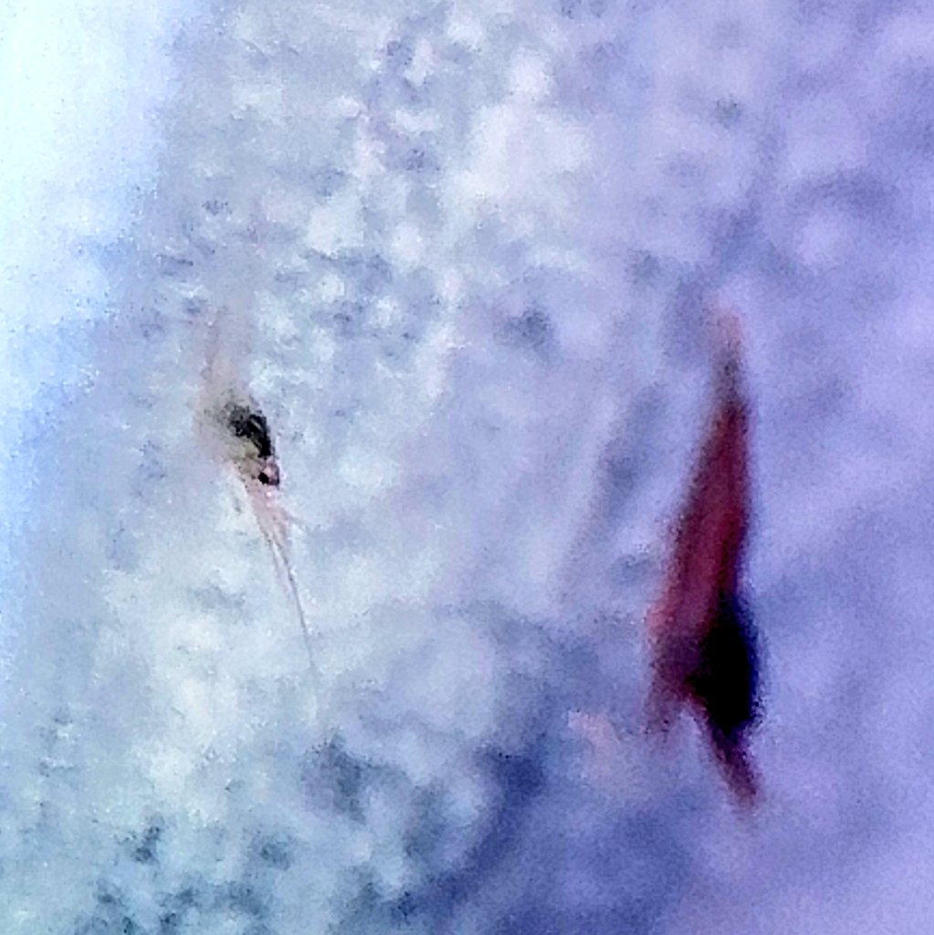 ebicotto's tweet photo. えび ㌠ ピンクボクサー 😍
#淡水エビ #pH8 #スラウェシシュリンプ #ピンクボクサー #sulawesishrimp
#スラウェシ #Caridinawoltereckae  #woltereckae https://t.co/Fe0MF70lYd