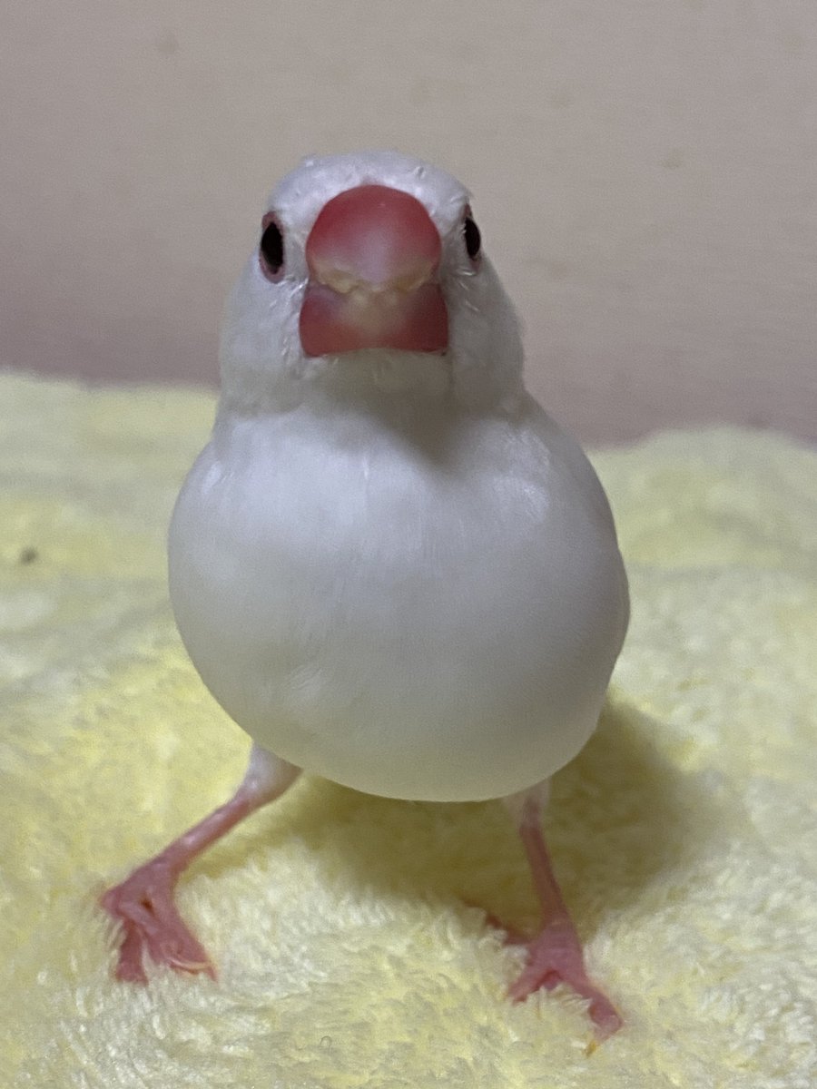 友と文鳥ズ°ʚ(•ө•)ɞ° tweet media