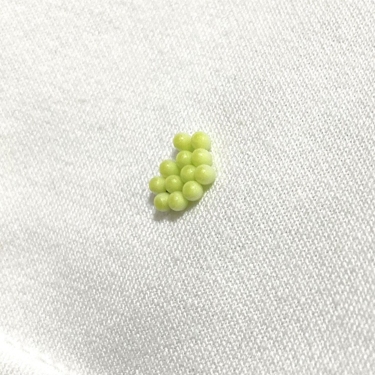EveryonePyon's tweet photo. 【ゾッとする話】

干してたシーツを取り込んだら
小さなつぶつぶが…

『なんだろ？』

触ると固い。
調べたら衝撃すぎて鳥肌立った😱

まじで気付いてよかった…
この時期皆も気をつけてほしい。

答え知りたい勇気ある人だけ
リプ欄見てね→ https://t.co/KDF7vBwaLu