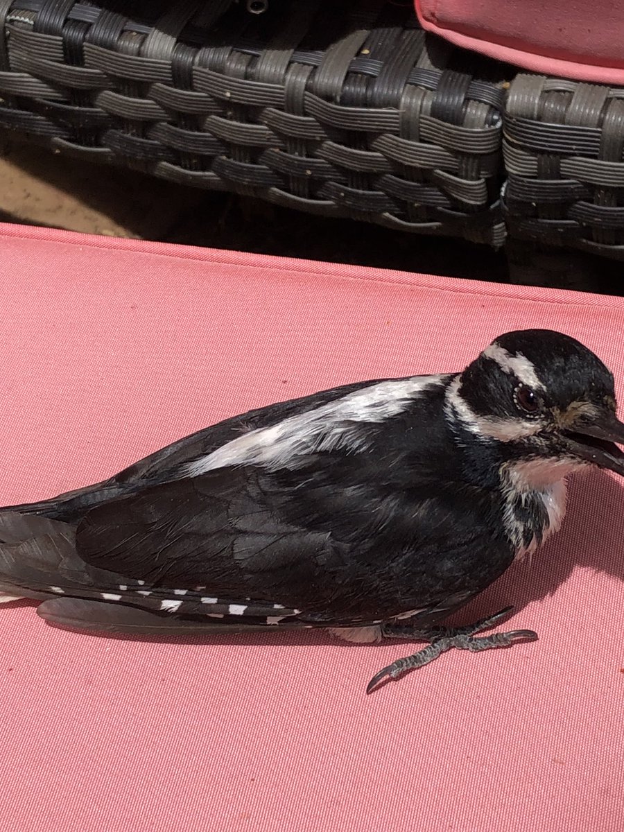 LisaJen95035504's tweet photo. Today I heard a loud thump on the glass window. Ran out side to find a wounded woodpecker. I picked it up and have it time and love. By the Grace of god. It was able to move its neck and begin to fly again later on in the day. Went from laying with no movement to going home.❤️ https://t.co/TZUO6y0JoD
