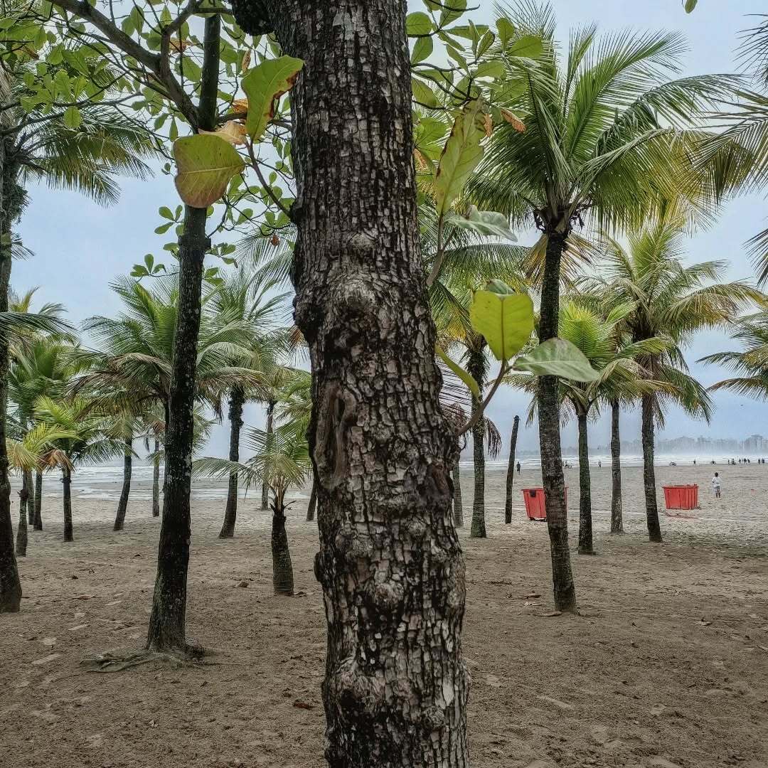 Miami brasileira tweet media