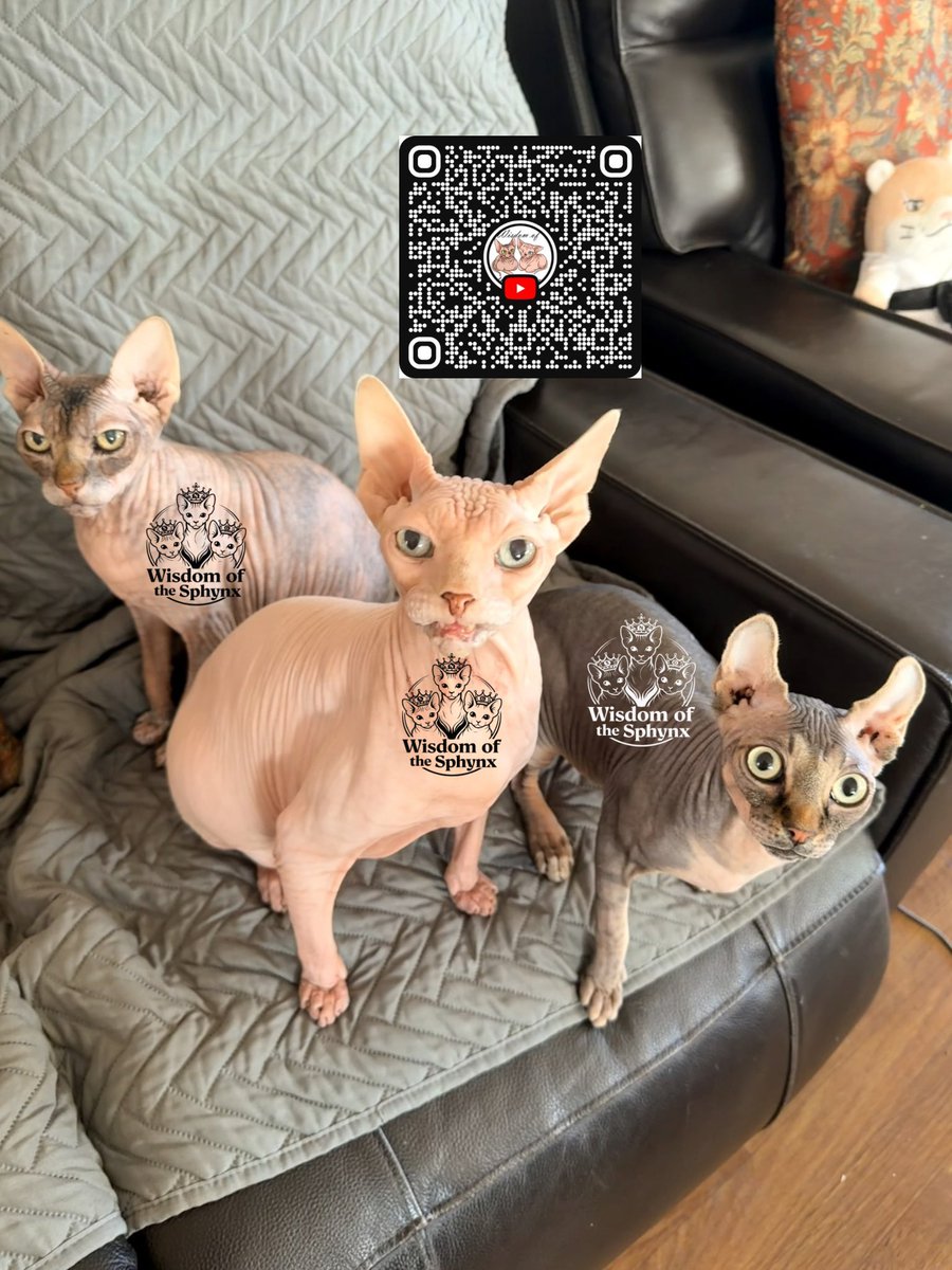 SphynxWisdom's tweet photo. 👑 Queen Nova
🤴 King Scout
👽 Chaos Prince Baby G

Only 6,000 subscribers left until the Sphynx Empire reaches 1 MILLION 😻

Thank you all for helping our tiny hairless goblins grow ❤

📺 https://t.co/T38a8ihok6

#WisdomOfTheSphynx #SphynxCat #RoadTo1Million https://t.co/iHMczUjZBb