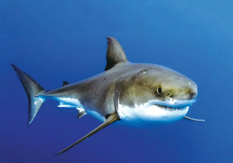Shark tweet media