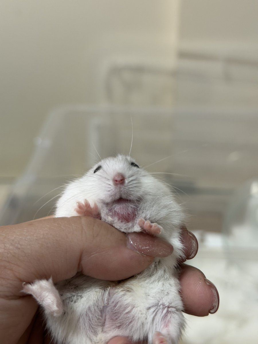 ハムっと🐹みなみ tweet media